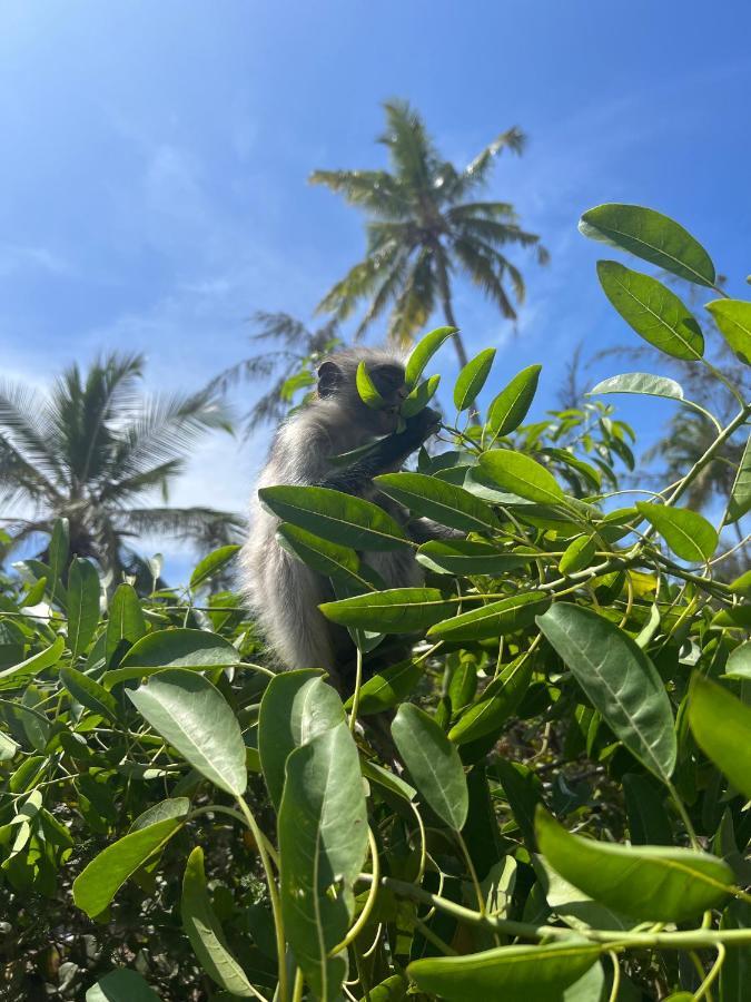 Kivuli Beach Resort Paje Exteriér fotografie